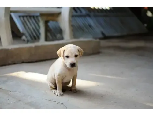 Jak nauczyć szczenię korzystać z maty higienicznej?